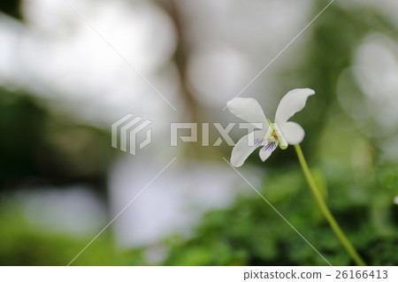 Okinawa Prefecture · Kagoshima Prefecture Endangered plant Yakushima violet 26166413