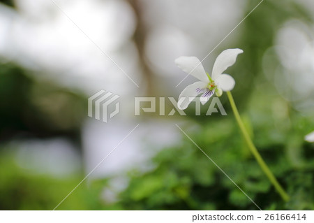 沖繩縣·鹿兒島縣瀕危植物屋久島紫羅蘭 26166414