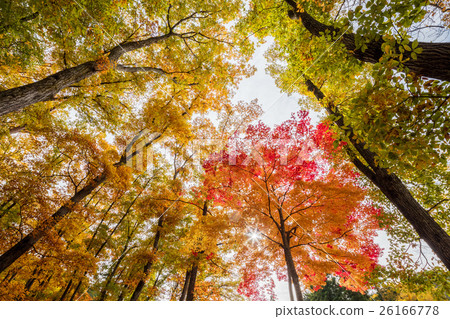 Autumn oak tree forest 26166778