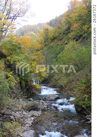 絆倒mikerige池塘的秋葉流（福井大野市徒步旅行） 26167372