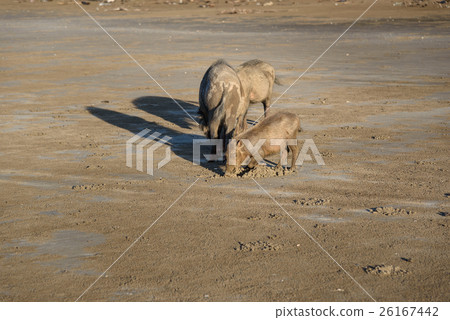 Family of bornean bearded pigs on beach 26167442