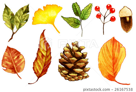 Autumn dead leaves · tree nut illustration Autumn dead leaves · tree nut illustration 26167538
