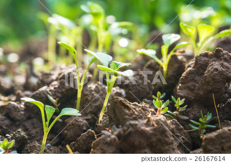 Young plant in the morning with sun light Young plant in the morning with sun light 26167614