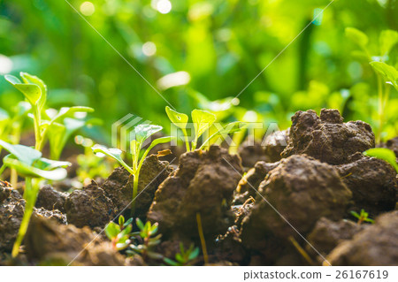 Small little plant on pile of soil with sun beam 26167619