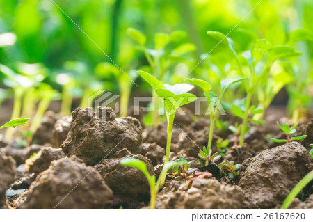 Young plant in the morning with sun light 26167620