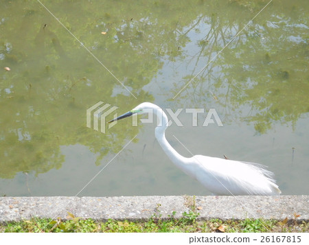 Diaza breeding season 26167815