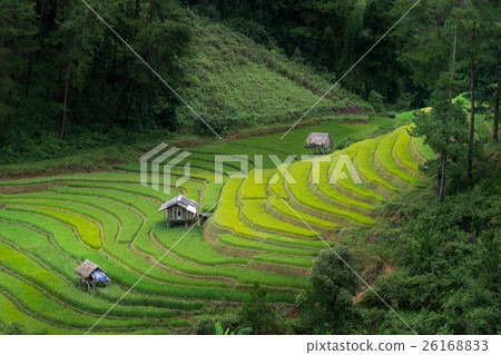 Mu Chang Chai rice terraced 26168833