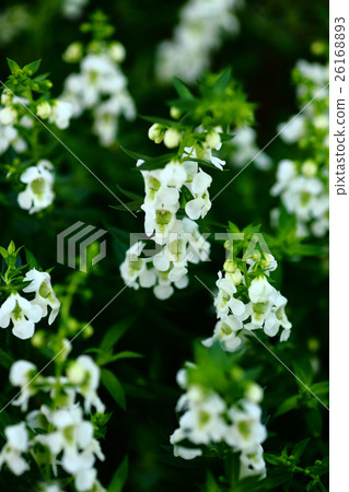 Veronica Spicata White Flower Veronica Spicata White Flower 26168893