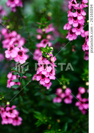 Veronika Spikata peach color flower Veronika Spikata peach color flower 26168894