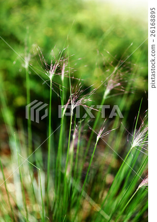 Panicam·煙熏玻璃花 26168895
