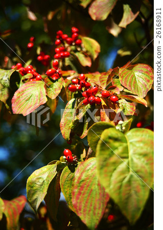 Red berries of dogwood 26168911