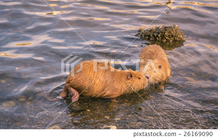 Two cute coypu kissing on water Two cute coypu kissing on water 26169090