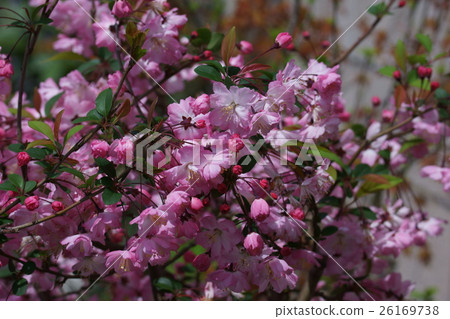 Hanakaido Hanakaido Flower language is "friendship" Hanakaido Hanakaido Flower language is "friendship" 26169738