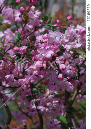 Hanakaido Hanakaido Flower language is "friendship" Hanakaido Hanakaido Flower language is "friendship" 26169739