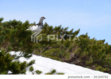 Thunder birds that appeared in Tateyama pine wood in early spring 26169782