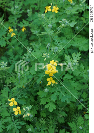 Kusanowu痤瘡之王是一個“回憶” 26169794