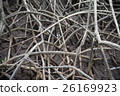 the abstract patterns of the mangrove in Pranburi 26169923