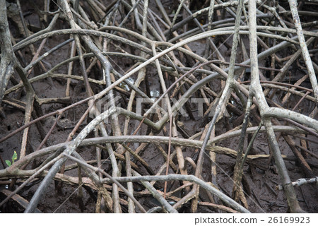 the abstract patterns of the mangrove in Pranburi 26169923
