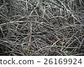 the abstract patterns of the mangrove in Pranburi 26169924