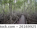 wood bridge and mangrove forest in Pranburi 26169925