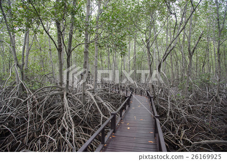 wood bridge and mangrove forest in Pranburi wood bridge and mangrove forest in Pranburi 26169925