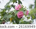 Cotton rose flower with water drops in rainy day 26169949
