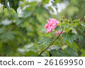 High Shutter Speed of Cotton rose flower rainy day 26169950