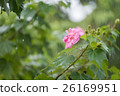 Cotton rose flower with water drops in rainy day 26169951