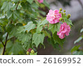 Cotton rose flower with water drops in rainy day 26169952