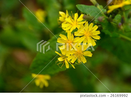 Yellow sweet blooming yellow flowers 26169992