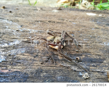 Huntsman Spider Maldon with egg 26170014