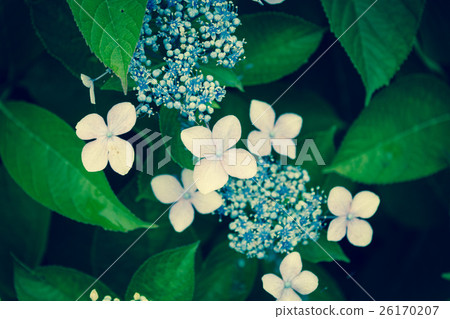 Rainy season flowers Rainy season flowers 26170207