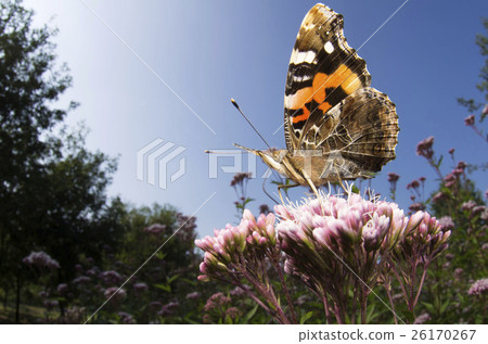 Acacathetha 26170267