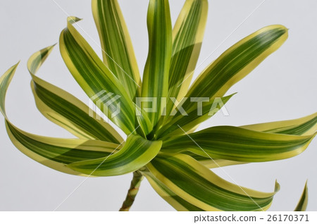 Dracaena 26170371