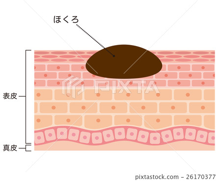 Moles cross section medical care 26170377