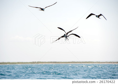 Frigate bird while fighting for a fish catch 26170422