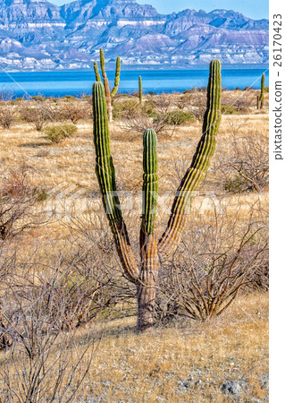 california giant desert cactus close up california giant desert cactus close up 26170423