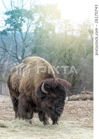 Buffalo - Bison Photo 26170743