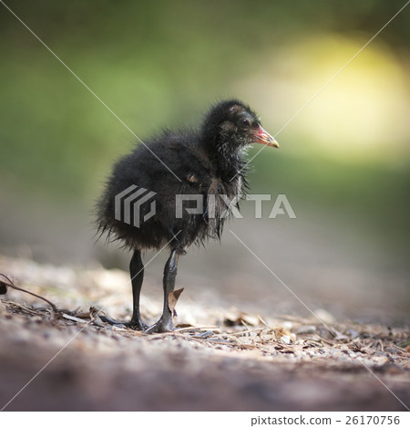 Sweet Little Black Duck.  26170756