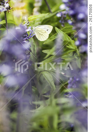 Pieris Brassicae Butterfly  26170808