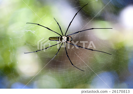 Nephila Pilipes - Big Spider on Blurred Background Nephila Pilipes - Big Spider on Blurred Background 26170813