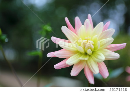大麗花·Chandelon花 大麗花·Chandelon花 26171318