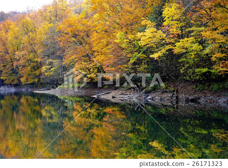 在Shirakami的蝦領域的秋天被設色的豬肉通過 26171323