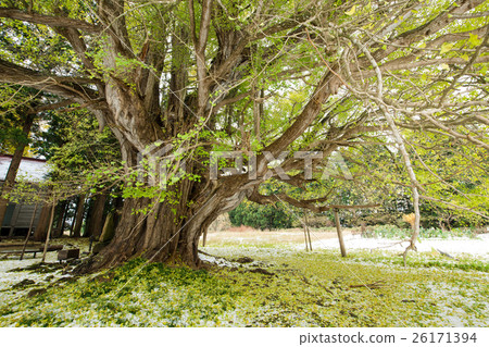 Ichinomiya ginkgo in Akita Ichinomiya ginkgo in Akita 26171394