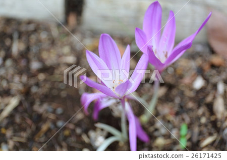 犬花藏紅花 26171425