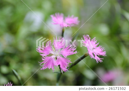 Flowers of Kawarana de Ceco 26171502
