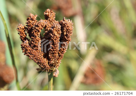 手指小米 26171704