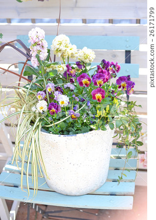 Bringing pansies and stocks 26171799
