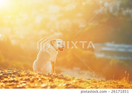 Happy dog at the sunrise Happy dog at the sunrise 26171851