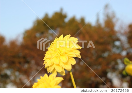 Yellow flowers of Begonia Yellow flowers of Begonia 26172466